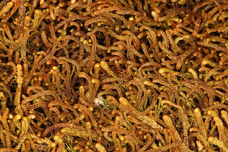 Anastrophyllum saxicola (synonyme : Sphenolobus saxicola
